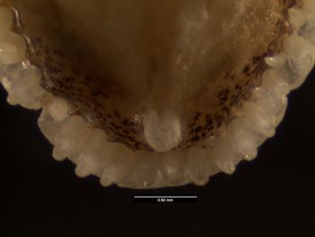 Media type: image;   Herpetology R-132385